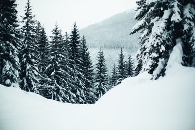 雪白天场与树
